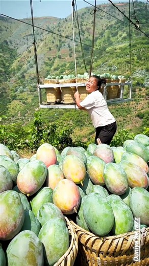 chinese mango farming #mango #mangojuice #shortvideos#chinese video