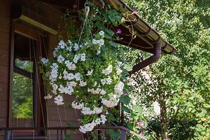 How to Plant Moonflower? (Complete Growing & Care Tips)