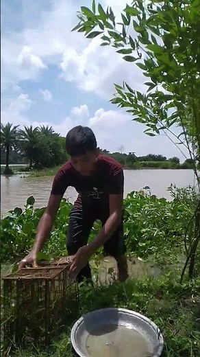 New River Dragon Trap Method