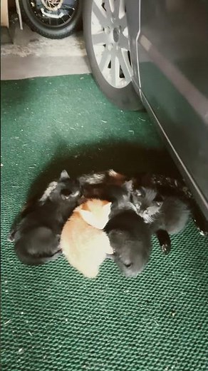 Week 7 With Our Kittens 🐾 They’re Growing Fast & Almost Ready for Adoption