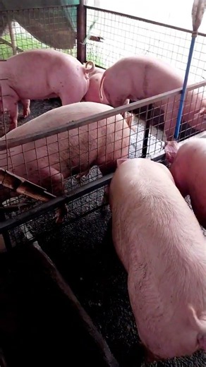Pig farming #pig #pigfarming #farmersdaughter #hograising #piggery #hograiser #piggerybusiness #farm