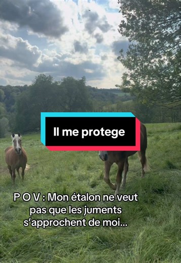 Pourquoi il réagit comme ça ? #equestrian #horse #haflinger #horselife
