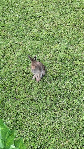RARE HARE PAUSE 🐇
