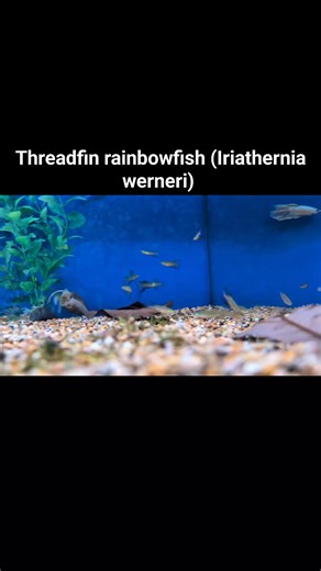 1.1K views · 21 reactions | These Threadfin rainbowfish look AMAZING. Look at how the males are flaring up to one another to try and claim dominance. Happy fish, well conditioned and as a result they look fantastic. | Sedgley Road Aquarium | Facebook