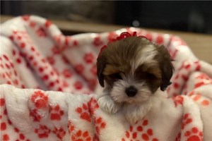 Natalie - Lhasa Apso Puppy 18E2D7