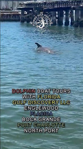 🐬 Best Dolphin Tours in Gasparilla Pass with Florida Gulf Discovery LLC