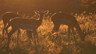 Dive deep into the heart of nature with our new series of peaceful wildlife montages, Into Nature. Each episode is a captivating journey through pristine environments, promoting healing and relaxation. Watch on YouTube and let nature's beauty restore your inner peace. #wildearth | Wildearth