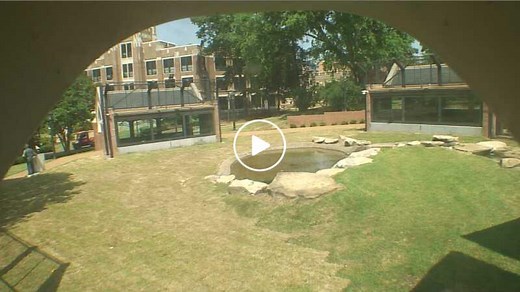 Lion's Den Cam