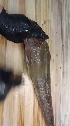 まごちのさばき方です！真鯒は夏のお魚と言われます！近ごろは気候が変わってきているので夏に具合は悪いです！身が締まっていて旨みがあります！ですが身が締まっているせいで旨みを感じさせるのが難しいお魚です！