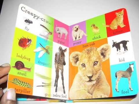 1st Grade First 100 Animals