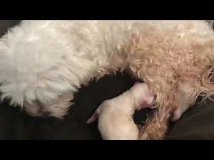 Maltese dog giving birth