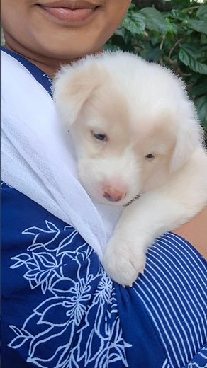 puppy🐕#viralvideos #trending #dogs #love #ytshorts #youtube #viralvideo #shorts #videos #shortsindia