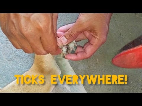 Ticks All Over the Dog’s Feet! 😱 How to Remove Ticks Safely👉Episode4