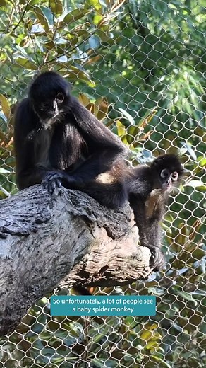 7.4K views · 221 reactions | Swing into #WorldMonkeyDay with Zookeeper Taylor and learn all about Mexican spider monkeys!  | Nashville Zoo | Facebook