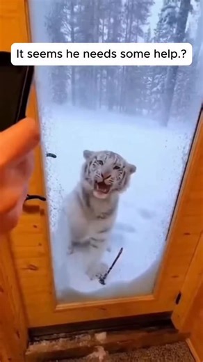 Ana Vavx on Instagram: "The Knock No One Expects Snow pressed thick against the cabin windows when An Vavx heard the sound. Not a knock. Not a scratch. Just a soft, uneven thump. On the other side of the glass sat a white tiger cub. Too small to be alone. Fur clumped with snow. One paw lifted, trembling, a thin snare wire tangled around it — biting deeper every time he moved. The cub didn’t growl. Didn’t panic. He just waited. An Vavx opened the door slowly, stepping into the cold without sudden