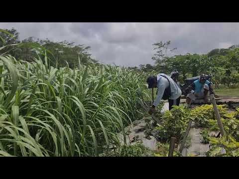 The Process of Installing Bamboo Supports for Each Plant in the Garden — Agriculture Farming