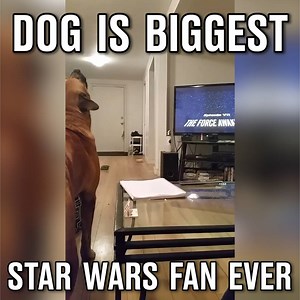This dog is a fan of all thing Jedi's and Lightsabers. | LADbible
