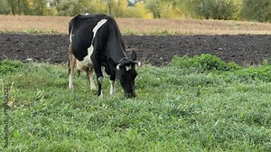 Black and white spotted cow grazing on meadow on tether