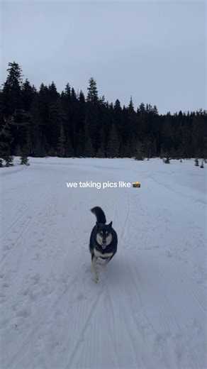 Siberian Husky vs. German Shepherd: A Comparison