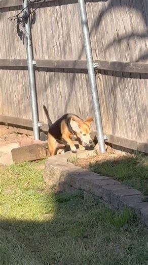 Maxwell patrolling the fence versus the neighbor puppy #beagle #shorts