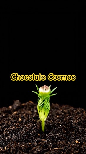 The flower that smells like chocolate! 🌸🍫 #chocolate #flower #gloom #timelapse #trending #fypシ di