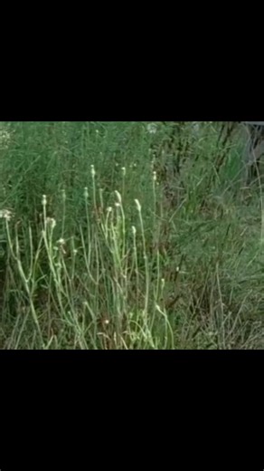 Carl Grimes in The Walking Dead: CAP 16 Recap