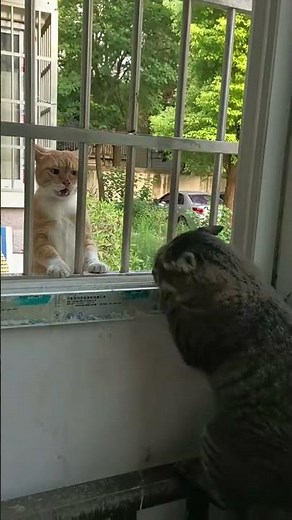 Two cats have a window conversation in Anhui, China