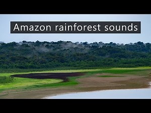The fascinating soundscape of the Amazon rainforest