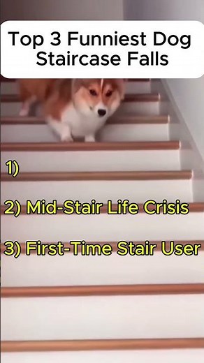 Top 3 Funniest Dog Staircase Falls 😂🐶 | Try Not to Laugh Challenge!