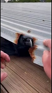 SOUND ON: He was trapped beneath the roof, wings pinned and panic setting in — and I knew if I didn’t reach him now, this crow wouldn’t survive. #animalrescue #kindnessmatters #EmotionalMoment #SoundOn #crowrescue | Brian AZOM