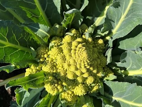 Growing and Harvesting Romanesco: A Delicious and Beautiful Veggie