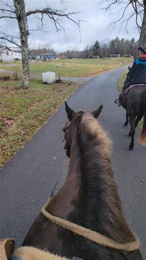 Nitro may be a short ear but 4th ride in the neighborhood and he is as steady as Lucy was. I believe anyone that ever rode and enjoyed Lucy will love riding him. He is like a couch! Sharon Smith and Buster in the front. Passing this area spooks a lot of them for a while. Nitro could care less even the first time and he lead. | Laura Hark-Plumley