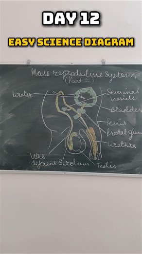 Male Reproductive System Diagram for Class 10th