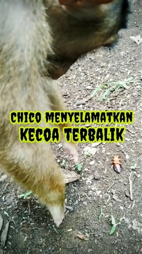 Kecoa Terbalik: Meraih Uluran Tangan Chico | Wood Cockroach Rescue: A Helping Hand for a Tiny Friend
