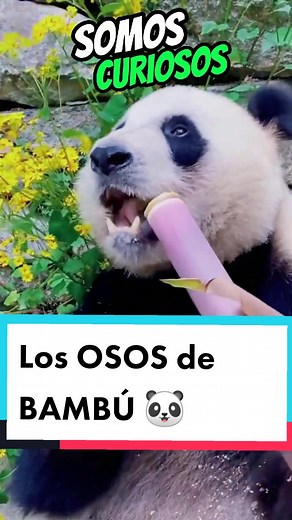 Super Curiosos on TikTok