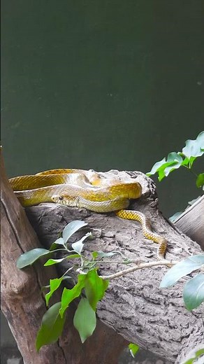 Golden Hues: Nature’s Elegant Rat Snake