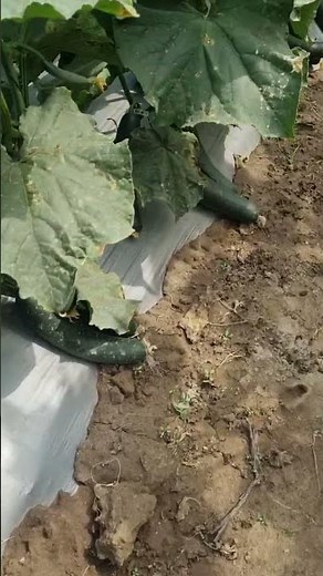 cultivo de pepino #agricultura #campomexicano #plantas #tizon