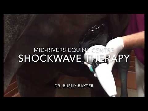 Shockwave Therapy For Horses