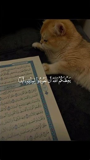 تلاوة جميلة للقرآن الكريم - سورة النور 🩵