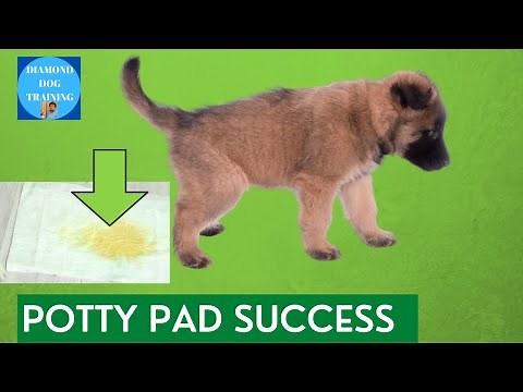 How To Be Successful Potty Training Your Puppy on Pads