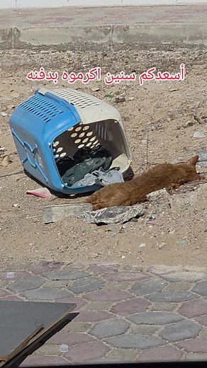 الرفق بالحيوان: أهمية الكلاب والقطط