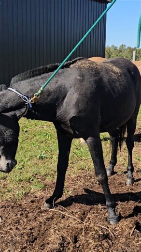 So.. lots of questions about collars over halters when tying on the highline. Here is an example. I made a few other videos today, so please go to my page and look for those. I have a mule and a horses first on a highline with a collar. And a couple other fitting videos. These collars are made by me. Yes I'm fully aware, as I've previously stated, there are other equine collars out there. As well as dog collars that are similar. I have made a post explaining why I made my collars and how they di