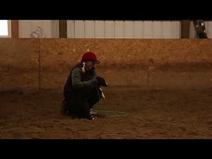 Stock Dog School Module (Recall)