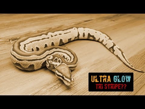 Second Try for Ultraglow Tristripes! Clutch 11!