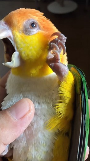 😍❤ | Cricket World Cup 2015