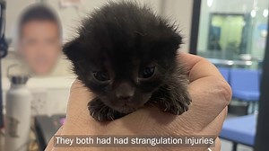 39K views · 1.4K reactions | Found in a cardboard box at only two weeks old, Polly & Esther needed Battersea's help to survive without their mum. Our team of experts hand reared them, feeding & toileting them throughout the day & night. Now, they're living their best life with a new loving family.  | Battersea | Facebook