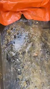 112K views · 282 reactions | Dünyaya altın nereden geldi? Yüksek...