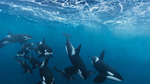 How Orcas Work Together to Whip Up a Meal
