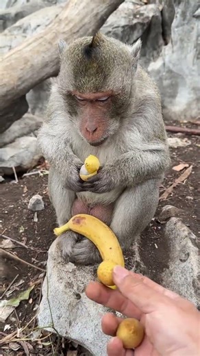 Monkey's get on fuuny way to food 😲🍲 #shorts #monkey