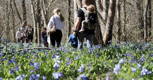 Sweeping carpets of color: The Virginia bluebells are on their way